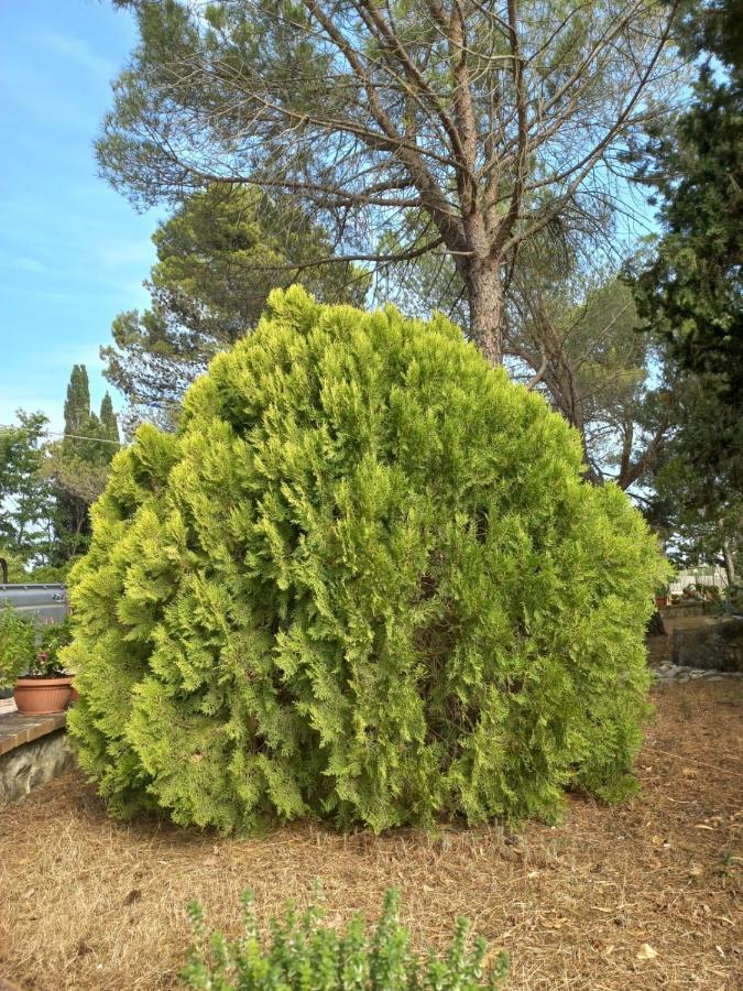 Agriturismo Podere Cherzo Cinigiano Dış mekan fotoğraf